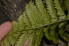 Asplenium difforme
