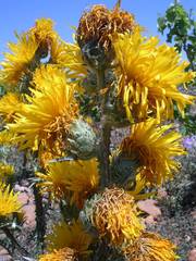 Scolymus grandiflorus