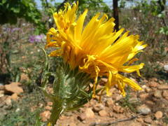 Scolymus grandiflorus