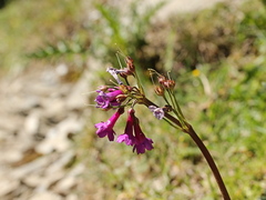 Primula miyabeana