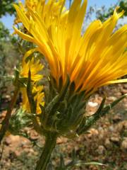 Scolymus grandiflorus