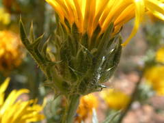 Scolymus grandiflorus