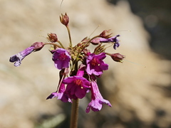 Primula miyabeana