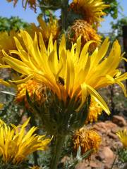 Scolymus grandiflorus