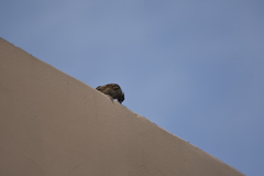 Passer montanus malaccensis