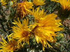 Scolymus grandiflorus