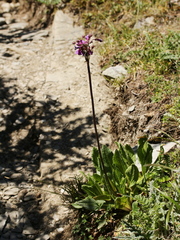 Primula miyabeana