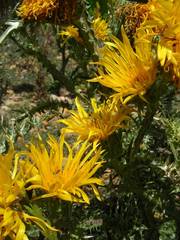 Scolymus grandiflorus