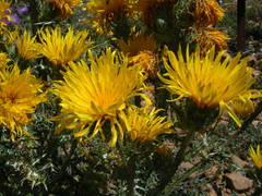Scolymus grandiflorus