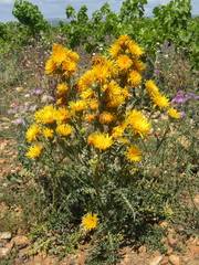 Scolymus grandiflorus