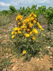 Scolymus grandiflorus