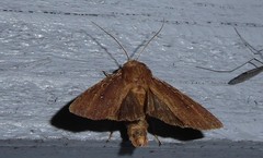 Ichneutica infensa