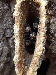 Homotrigona apicalis