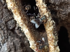 Homotrigona apicalis