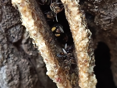 Homotrigona apicalis