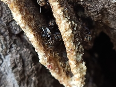 Homotrigona apicalis