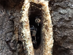 Homotrigona apicalis