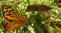 Heteronympha