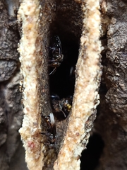 Homotrigona apicalis