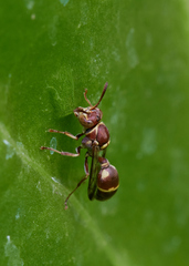 Ropalidia cyathiformis