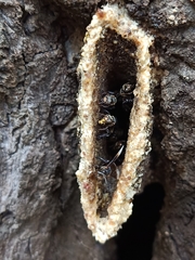Homotrigona apicalis