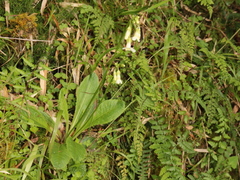 Primula miyabeana