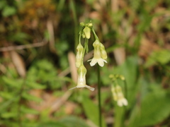 Primula miyabeana