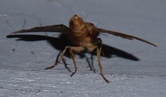 Ichneutica infensa