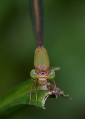 Ceriagrion olivaceum