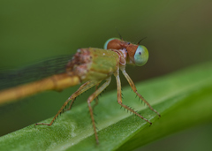 Ceriagrion olivaceum