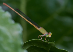 Ceriagrion olivaceum