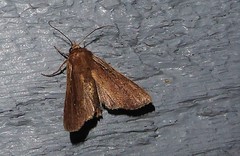 Ichneutica infensa