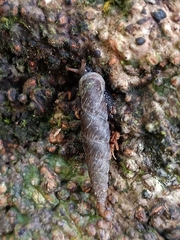 Oospira penangensis