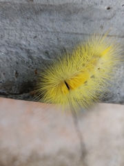 Calliteara