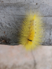 Calliteara