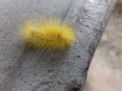 Calliteara