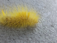 Calliteara