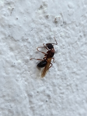 Camponotus