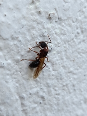 Camponotus