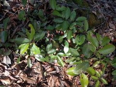 Diospyros sandwicensis