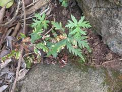 Doryopteris decipiens