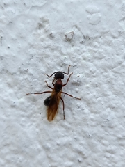 Camponotus