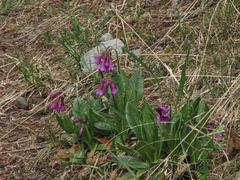 Primula miyabeana