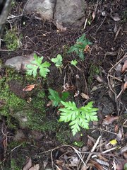 Doryopteris decipiens