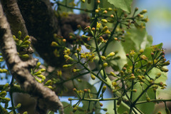 Polyscias sandwicensis