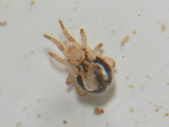 Dermanyssus gallinae