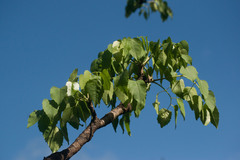 Polyscias sandwicensis