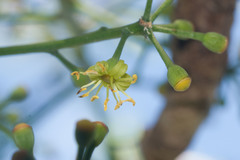 Polyscias sandwicensis