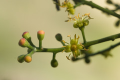 Polyscias sandwicensis