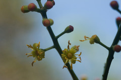 Polyscias sandwicensis